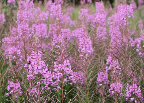 Blomstrende gederams sidst i juli. Foto: Jørgen Peter Kjeldsen/ornit.dk.