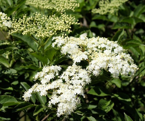 Blomstrende hyld. Foto: Jørgen Peter Kjeldsen/<a href="http://ornit.dk/">ornit.dk</a>