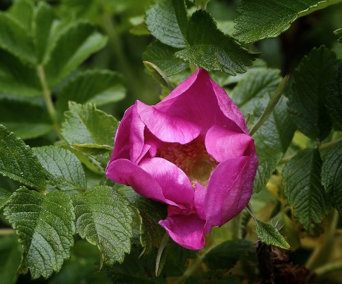 Blomst af rynket rose. Foto: Klaus Madsen/Museum Thy.