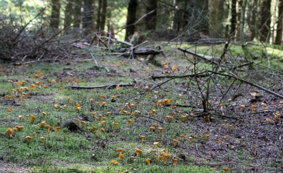 I Thys klitplantager vokser den fine spisesvamp kantarel nogle steder talrigt. Foto: Jørgen Peter Kjeldsen/ornit.dk.