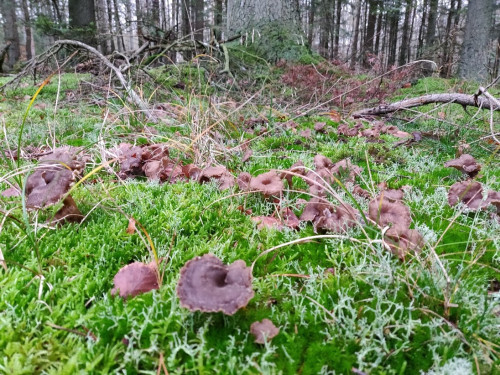 Tragtkantarel vokser i klynger i skovbunden. Foto: Mie Buus.